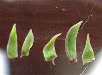  Calyx lobes